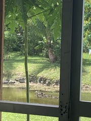 Cairina moschata domestica