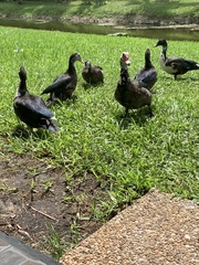 Cairina moschata domestica