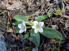 Hesperochiron pumilus