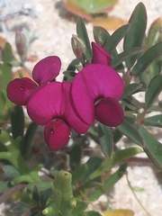Tephrosia rosea