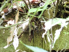 Gynacantha ryukyuensis