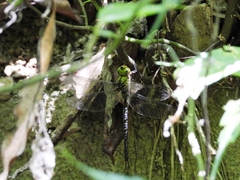 Gynacantha ryukyuensis