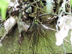 Gynacantha ryukyuensis