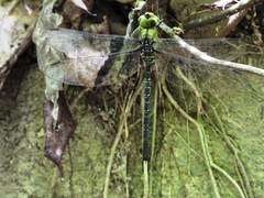 Gynacantha ryukyuensis