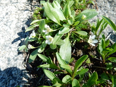 Hesperochiron pumilus