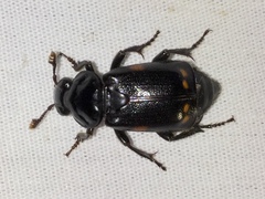 Nicrophorus pustulatus
