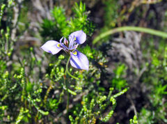 Moraea algoensis