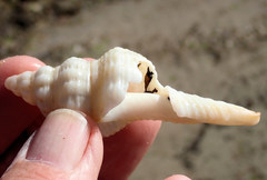 Propefusus australis