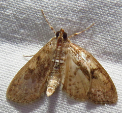 Palpita freemanalis