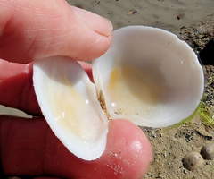 Pseudarcopagia decora