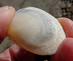 Pseudarcopagia decora