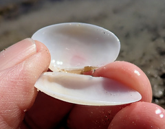 Venerupis galactites