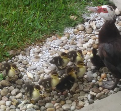 Cairina moschata domestica