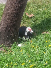 Cairina moschata domestica