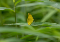 Eurema blanda