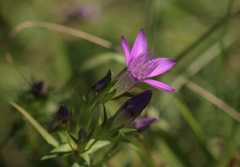 Gentianella aspera