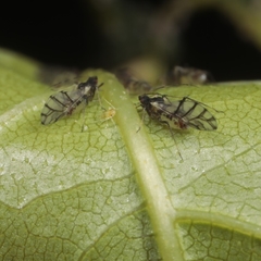 Callipterinella tuberculata