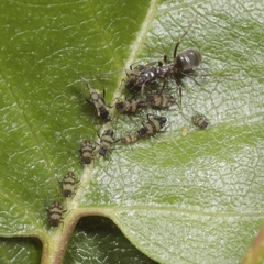 Callipterinella tuberculata