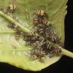 Callipterinella tuberculata