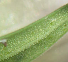 Gentianella aspera