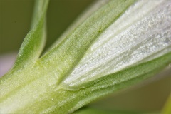 Gentianella aspera