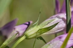 Gentianella aspera