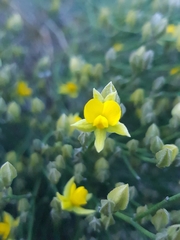 Jacksonia stackhousei