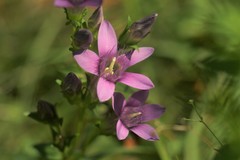 Gentianella aspera