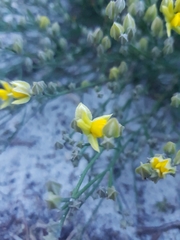 Jacksonia stackhousei