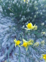 Jacksonia stackhousei