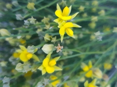 Jacksonia stackhousei