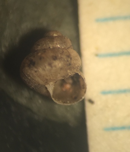 Pupisoma dioscoricola, 2017-02-12