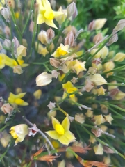 Jacksonia stackhousei