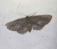 Aethaloida packardaria