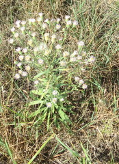 Erigeron acris podolicus