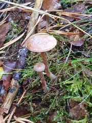 Hydnangiaceae