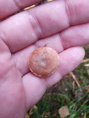 Hydnangiaceae