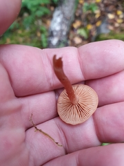 Hydnangiaceae
