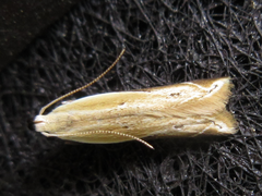 Mesophleps albilinella