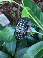 Hestina assimilis assimilis