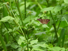 Seseria formosana