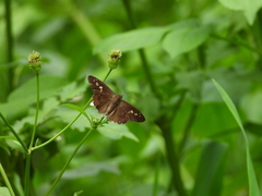 Seseria formosana