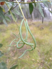 Juliflorae