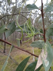 Juliflorae