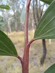 Juliflorae