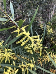 Acacia longifolia longifolia