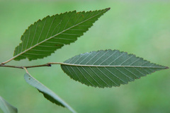 Ulmus pumila