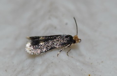 Ectoedemia septembrella