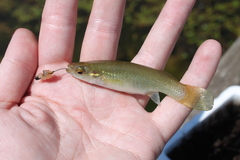 Fundulus chrysotus