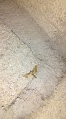 Hydriris ornatalis